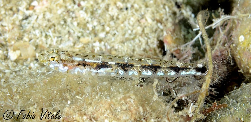 Pomatoschistus bathi